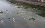 Quảng Nam: Cá chết trắng hồ điều hòa Nguyễn Du