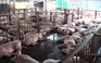 Hàng ngàn con heo nghi bị tiêm thuốc an thần trước khi giết thịt
