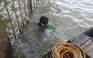 Cận cảnh cá lăng khủng được bắt dưới đáy sông Đồng Nai