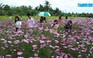 Có một vườn hoa dành cho bạn trẻ ở Tiền Giang