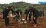 Bộ đội biên phòng trồng 120.000 cây xanh trong Tết trồng cây