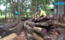 Cận cảnh khoảnh rừng bị đốn hạ không thương tiếc tại Bình Phước