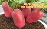 Hàng ngàn chậu củ cải hồng phát “độc, lạ” của 8x miền Tây