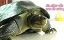 Bắt được con rùa nặng gần 12kg có nổi chữ lạ