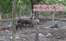 Phát hiện đàn heo 7 con ở Bình Phước mắc bệnh tả lợn châu Phi