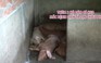 Bình Phước ghi nhận thêm 2 hộ dân có heo dương tính với dịch tả lợn châu Phi