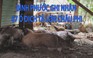 Bình Phước ghi nhận 67 ổ dịch tả lợn châu Phi tại 14 xã, phường, thị trấn