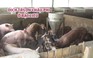 Căng thẳng vì hàng loạt ổ dịch tả lợn châu Phi ở Bạc Liêu