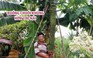 Buồng chuối “khủng” hơn 100 nải ở Lâm Đồng