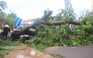 Bình Định bị thiệt hại nặng vì bão số 5