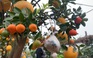 Cây bưởi “đeo” 10 loại quả trong vườn ngũ quả độc đáo nhất Hà Nội