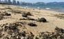 Kỳ lạ, hàng tấn dầu vón cục tràn vào bãi biển Nha Trang, kéo dài nhiều km