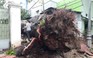 Mưa bão số 9 khiến cây xà cừ hơn 100 tuổi bật gốc ở Vũng Tàu