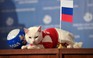 Mèo điếc dự đoán Nga thắng trận khai mạc World Cup