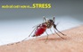 Muỗi dễ chết hơn vì... stress