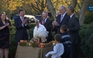 Mừng lễ Tạ ơn, Obama lại ân xá gà tây