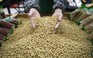 Sẵn sàng đấu với Mỹ, Trung Quốc chỉ đạo nông dân trồng thêm đậu tương