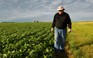 Mỹ tính hỗ trợ 12 tỉ USD cho nông dân bị tổn thương bởi thuế quan