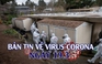 Hai người gốc Việt tử vong tại Mỹ vì Covid-19 I Bản tin về virus corona ngày 19.3.2020