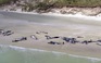Cá voi hoa tiêu chết dạt bờ New Zealand, rùa chết cóng ở Massachusetts