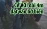 Cá voi dài 4 mét dạt vào chết ở bờ biển Quảng Ngãi