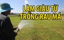 Làm giàu từ trồng rau má sạch ở bãi bồi ven sông