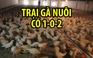 Trại gà Pháp có một không hai: Nuôi gà để sản xuất vắc xin cúm
