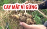 Nông dân trồng gừng “cay mắt” trước nguy cơ mất trắng