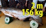 Cá tra dầu khủng nặng 156 kg xuất hiện ở Hà Tĩnh