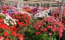 Du khách kéo về vườn hoa gây “sốt’ trên mạng để chụp ảnh