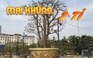 Cận cảnh cây mai “khủng” giá 2 tỉ ở Đà Nẵng chưa ai mua được