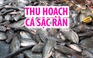 Nông dân vùng ngọt Cà Mau thu hoạch cá sặc rằn bán Tết