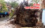 Trà Vinh: Khoảng 10 cây xanh ngã đổ sau cơn giông