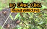 Cận cảnh loài bọ cánh cứng đang tàn phá cà phê ở Tây Nguyên