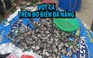 Vớt hàng tấn cá trê “khủng”, cá rô trên bờ biển Đà Nẵng sau trận mưa lịch sử