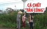 Bỗng nhiên hàng chục bao cá chết “tấn công” khu dân cư