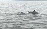 Sửng sốt vì đàn cá heo 50 con tung tăng ở vùng biển Phú Quốc