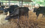 Đàn bò tót lai cực hiếm héo mòn vì bị nuôi nhốt như heo