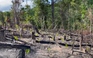Công an vào cuộc điều tra vụ phá nhiều héc-ta rừng ở Phú Yên