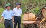 Vụ triệt hạ rừng thông 3 lá ở Đà Lạt: yêu cầu lập chuyên án điều tra