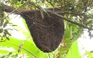 Chuyện lạ: Tổ ong rừng 'khủng' trong vườn dừa dứa