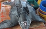 Rùa da quý hiếm nặng hơn 200 kg chết ở vùng biển Phú Quốc