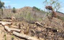 Vụ phá 60 ha rừng tại Bình Định: Ai chủ mưu phải tìm cho ra