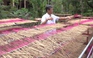 Làng nghề ngát hương trầm ở cố đô Huế