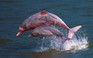 Cá heo hồng vật vã sinh tồn vì công trình xây cầu nối Hồng Kông - Trung Quốc