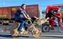Ngắm xe đạp ‘handmade’ tuyệt đẹp làm từ... 22.000 que kem