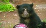 Giải cứu bé 'gấu Paddington' đời thực sau khi gấu mẹ bị giết