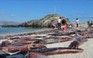 Bí ẩn mực nang chết hàng loạt ngập bãi biển Chile