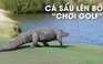 Lạ lùng cá sấu ‘lên bờ chơi golf’