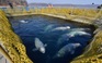 Nga giải tán 'nhà tù cá voi', thả 50 cá voi trắng Beluga về biển